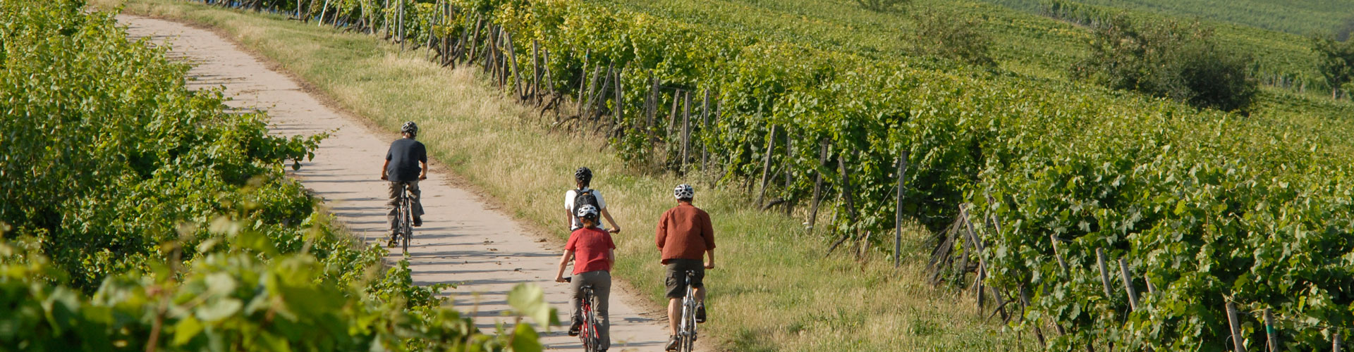 Weingut Bretz Wohnmobilstellplätz — Photo 1 of 4